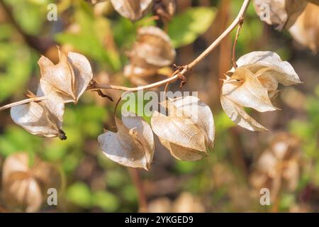 Blütenknospen der Pflanzen Nicandra physalodes. apfel-von-Peru, Shoo-fly-Pflanze. Eine Art blühender Pflanze. Stockfoto