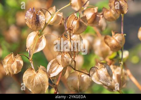 Blütenknospen der Pflanzen Nicandra physalodes. apfel-von-Peru, Shoo-fly-Pflanze. Eine Art blühender Pflanze. Stockfoto