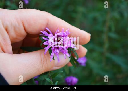 Schöne, hohe Büsche aus violetten Blumen mit kleinen Blütenblättern, Astern wachsen in Büschen mit der Hand einer Frau. Stockfoto