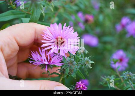 Schöne, hohe Büsche aus violetten Blumen mit kleinen Blütenblättern, Astern wachsen in Büschen mit der Hand einer Frau. Stockfoto
