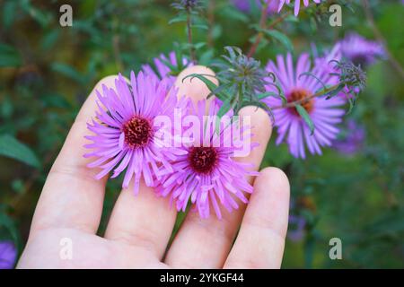 Schöne, hohe Büsche aus violetten Blumen mit kleinen Blütenblättern, Astern wachsen in Büschen mit der Hand einer Frau. Stockfoto