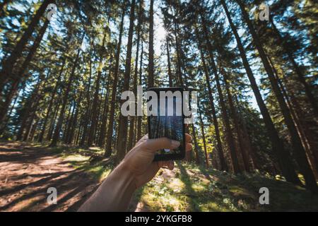 Erfassen Sie hohe Bäume und Sonnenlicht, das durch einen dichten Wald strömt, mit einem Smartphone. Unberührter Kiefernwald mit Sonnenstrahlen. Ein Reisereservat Stockfoto