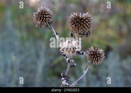 Verwelkte Blauglobus-Thistle in einem Blumenbeet im Stadtpark Hörsalsparken in Norrköping im November in Schweden. Stockfoto