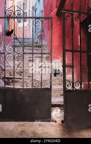 Eine versteckte Gasse von Guanajuato, Mexiko, mit einem schmiedeeisernen Tor, verwitterten Steintreppen und neugierigen Gassen-Katzen, die in den ruhigen Ecken von liegen Stockfoto