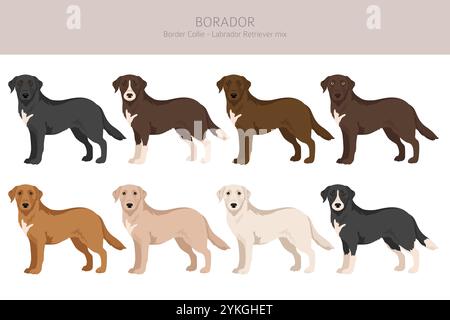 Border Collie Labrador Retriever Mix. Borador Clipart. Verschiedene Beschichtungsfarben eingestellt. Vektorabbildung Stock Vektor