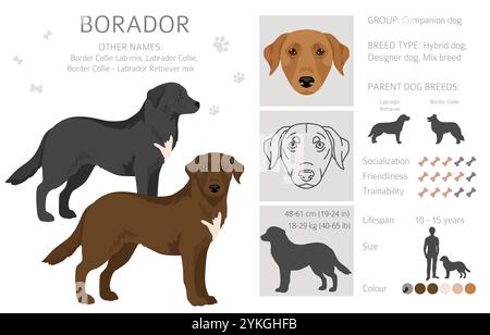 Border Collie Labrador Retriever Mix. Borador Clipart. Verschiedene Beschichtungsfarben eingestellt. Vektorabbildung Stock Vektor