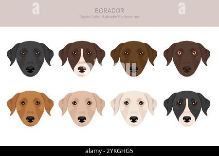 Border Collie Labrador Retriever Mix. Borador Clipart. Verschiedene Beschichtungsfarben eingestellt. Vektorabbildung Stock Vektor