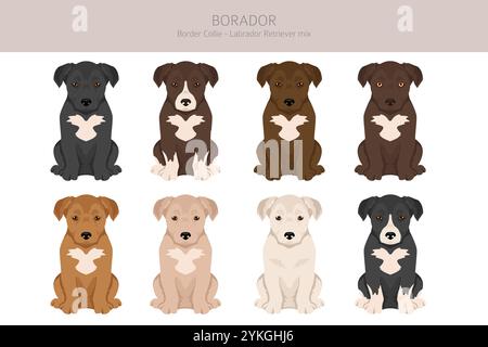 Border Collie Labrador Retriever Mix. Borador Clipart. Verschiedene Beschichtungsfarben eingestellt. Vektorabbildung Stock Vektor