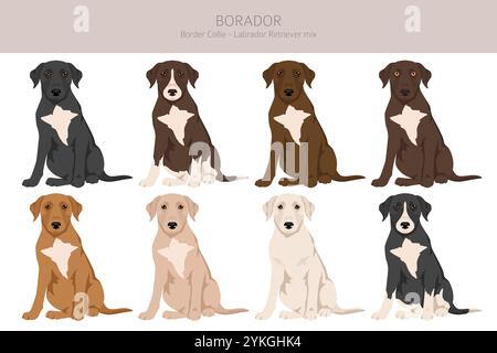 Border Collie Labrador Retriever Mix. Borador Clipart. Verschiedene Beschichtungsfarben eingestellt. Vektorabbildung Stock Vektor