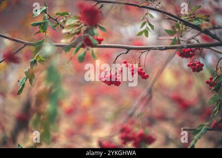 An zarten Zweigen hängen leuchtende vogelbeeren, deren Scharlachfarben sich mit den weichen, gedämpften Tönen der herbstlichen Kulisse cre abheben Stockfoto