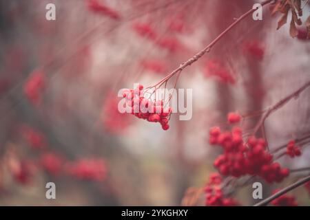 An zarten Zweigen hängen leuchtende vogelbeeren, deren Scharlachfarben sich mit den weichen, gedämpften Tönen der herbstlichen Kulisse cre abheben Stockfoto