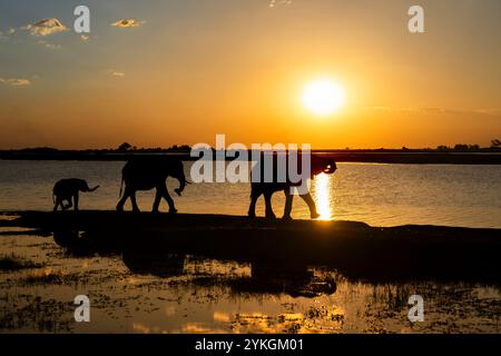 3 Elefanten, ein Baby und 2 Erwachsene eine Loxodonta africana, die bei Sonnenuntergang auf dem Chobe River spazieren. Die wilden Tiere sind eine Silhouette. Chobe Park, Botswana Stockfoto