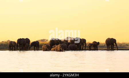 Afrikanische Elefanten (Loxodonta africana), große Herde überquert den Chobe River. Vorderansicht der wilden Tiere. Chobe-Nationalpark, Botswana Stockfoto