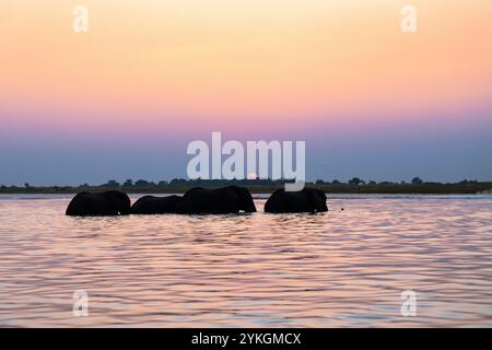 Afrikanische Elefanten (Loxodonta africana), Stiere, die den Chobe River überqueren, Seitenansicht der wilden Tiere. Chobe-Nationalpark, Botswana Stockfoto