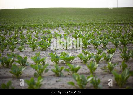 Zuckerrüben wachsen auf dem Feld Stockfoto