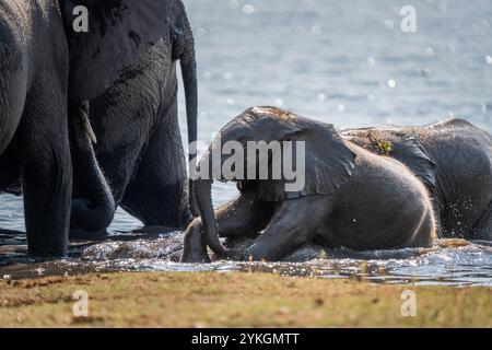 Elefanten, Loxodonta africana und Kalb spielen im Wasser des Chobe River. Chobe Nationalpark, Botswana, Afrika Stockfoto