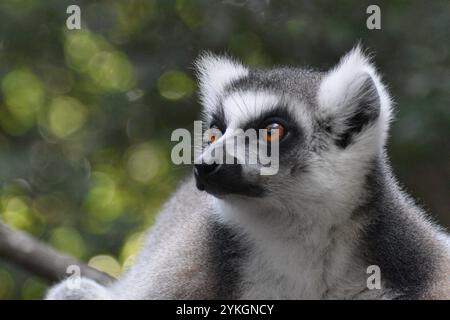 Ring-tailed lemur Stockfoto