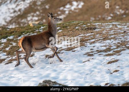 Niedliches Rotwild oder Rehkitz (Cervus elaphus), das bei Sonnenaufgang auf einer verschneiten Bergwiese läuft. Winter. Alpen. Stockfoto