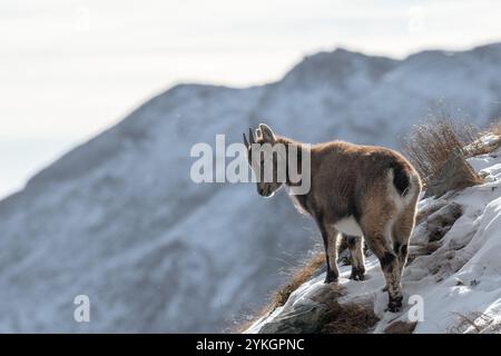 Der weibliche Alpensteinbock, auch wilde Bergziege genannt, steht an einem verschneiten Hang und blickt auf die Gipfel in der Ferne vor verschneiten Bergen. Stockfoto