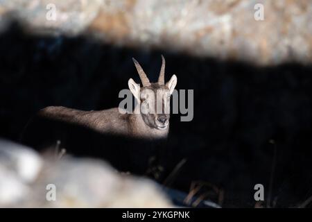 Der weibliche Alpensteinbock (Capra Steinbock) steht in einer schwach beleuchteten felsigen Umgebung. Sonnenlicht beleuchtet sein Gesicht und erzeugt einen Kontrast zwischen Licht und Schatten. Stockfoto