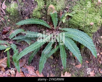 Struthiopteris würzig, harter Farn oder Hirschfarn in der Familie der Blechnaceae. Blechnum Gewürzpflanze im Wald bei Salas, Asturien, Spanien. Wald unter Stockfoto