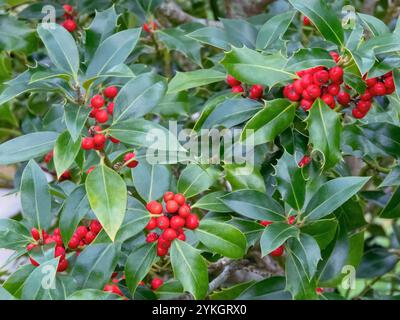 Ilex aquifolium Pflanze in der Familie Aquifoliaceae. Weihnachtliche stechpalmenzweige mit roten Beeren und glänzend grünem Laub. Stockfoto