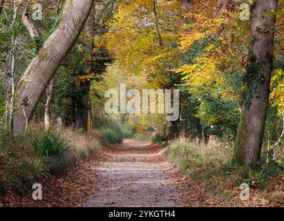 Ein ruhiger herbstlicher Waldweg im Herzen von Roydon Woods, New Forest. Diese Szene fängt das Wesen des Herbstes mit leuchtendem Gold, Orange und Grau ein Stockfoto