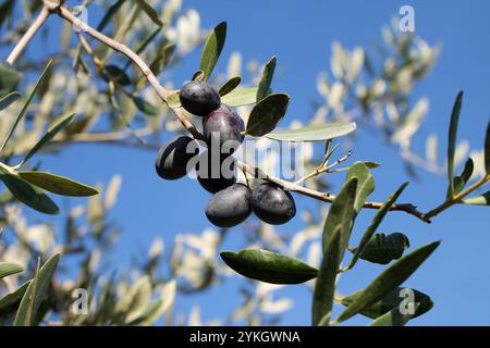 Schwarze reife Oliven auf einem Zweig vor blauem Himmel. Stockfoto