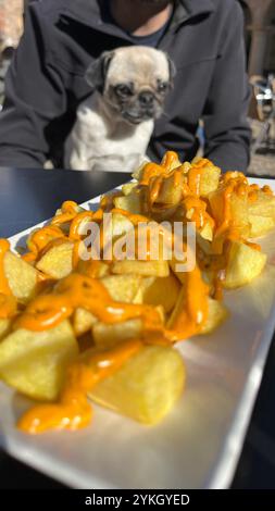 Ein neugieriger Mops, der auf einen Teller Patatas bravas starrt, der das Konzept von sicherem und unsicherem Futter für Hunde repräsentiert Stockfoto