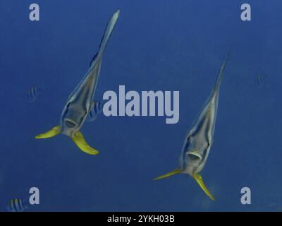 Zwei Fledermausfische mit gelben Flossen, Langflossen-Fledermausfische (Platax teira), Schwimmen in den blauen Tiefen des Ozeans, Tauchplätze nahe Begegnungen, Permuteran, Bali, Stockfoto