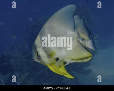 Große Fledermausfische mit gelben Flossen, langflossen Fledermausfische (Platax teira), majestätisch im Meer schwimmen, Tauchplätze in der Nähe, Permuteran, Bali, in Stockfoto