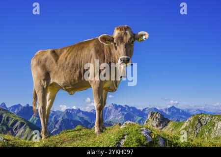 Jungrinder, Allgaeuer Braunvieh, Hausrinderrasse (Bos primigenius taurus), auf einer Almwiese am Nebelhorn, bei Oberstdorf, Allgaeuer Al Stockfoto