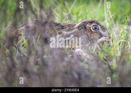 Europäischer Hase (Lepus europaeus), der sich im hohen Gras versteckt, Stuttgart, Rosensteinpark, Baden-Württemberg, Deutschland, Europa Stockfoto