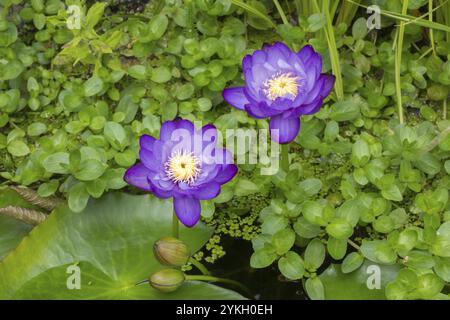 Blau-violette tropische Seerosen in einem Gartenteich, Riesenteich Dunkelviolett, Seerose, Baden-Württemberg, Deutschland, Europa Stockfoto