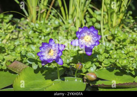 Blau-violette tropische Seerosen in einem Gartenteich, Riesenteich Dunkelviolett, Seerose, Honigbiene, Baden-Württemberg, Deutschland, Europa Stockfoto