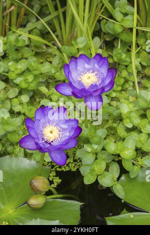 Blau-violette tropische Seerosen in einem Gartenteich, Riesenteich Dunkelviolett, Seerose, Baden-Württemberg, Deutschland, Europa Stockfoto