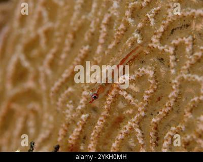 Ein kleiner, fast durchsichtiger Fisch, mosambikanische Geistergoby (Pleurosicya mossambica), ist gut getarnt auf einer Koralle, Riesenfächerkoralle (Annella mollis), di Stockfoto