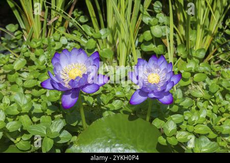 Blau-violette tropische Seerosen in einem Gartenteich, Riesenteich Dunkelviolett, Seerose, Baden-Württemberg, Deutschland, Europa Stockfoto