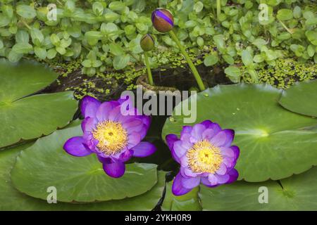 Violette tropische Seerosen in einem Gartenteich, Riesenteich Dunkelviolett, Seerose, Baden-Württemberg, Deutschland, Europa Stockfoto