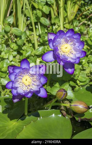 Blau-violette tropische Seerosen in einem Gartenteich, Riesenteich Dunkelviolett, Seerose, Baden-Württemberg, Deutschland, Europa Stockfoto