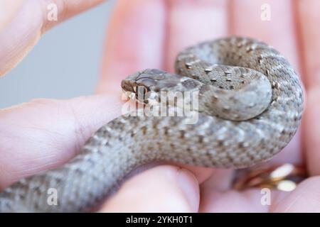 Nahaufnahme eines kleinen, wilden Schlangenbabys, das sich um sich selbst windet, in der Mitte der Handflächen einer anonymen Frau. Es ist eine wunderschöne Szene von Wild Natu Stockfoto