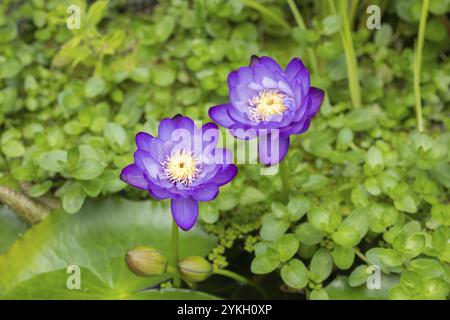 Blau-violette tropische Seerosen in einem Gartenteich, Riesenteich Dunkelviolett, Seerose, Baden-Württemberg, Deutschland, Europa Stockfoto