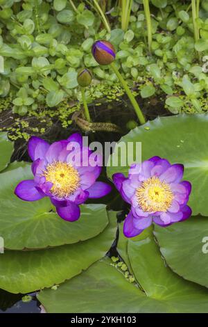 Violette tropische Seerosen in einem Gartenteich, Riesenteich Dunkelviolett, Seerose, Baden-Württemberg, Deutschland, Europa Stockfoto