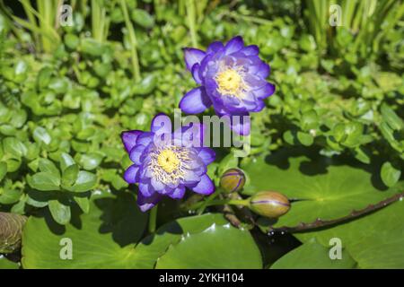 Blau-violette tropische Seerosen in einem Gartenteich, Riesenteich Dunkelviolett, Seerose, Baden-Württemberg, Deutschland, Europa Stockfoto