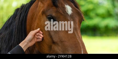 Ein Nahbild des braunen Pferdekopfes, das die detaillierte Textur des Fells und des Auges einfängt. Stockfoto