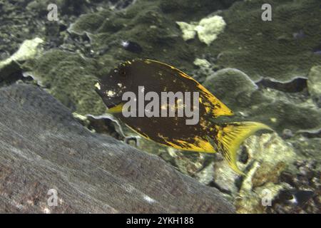 Dunkler Fisch mit gelben Details, lang gestreifter Borstenzahn-Drache (Ctenochaetus striatus), bewegt sich entlang eines Korallenriffs, Tauchplatz SD, Nusa CENI Stockfoto