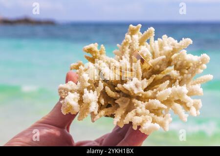 Eheringe auf Korallen in der Hand am Strand. Flitterwochen auf Koh Nang Yuan Thailand Stockfoto