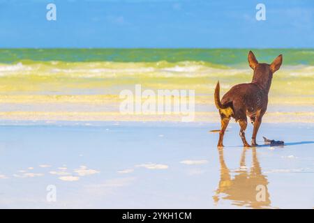 Mexikanischer süßer, verspielter, brauner russischer Spielzeugterrier Hund will mit einem kleinen Stock am Strand und an der Sandbank auf Holbox Island in Mexiko spielen Stockfoto