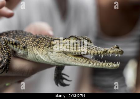 Babykrokodil aus den Mangroven Sri Lankas. In den Händen halten Stockfoto