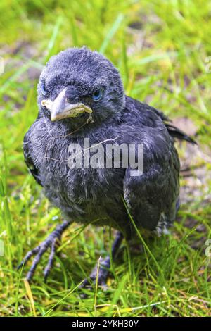 Junge schwarze Krähenjagd Corvus monedula mit blauen Augen im grünen Gras und auf grünem Hintergrund im Klushof Bremerhaven Deutschland Stockfoto